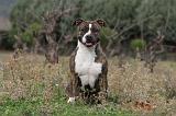 AMSTAFF ADULT 121